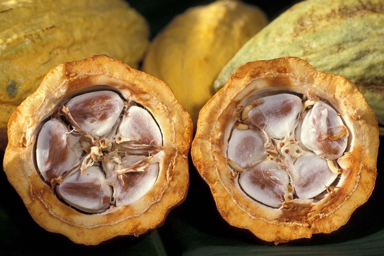 カカオの種類とフランスでのカカオマス由来の製品