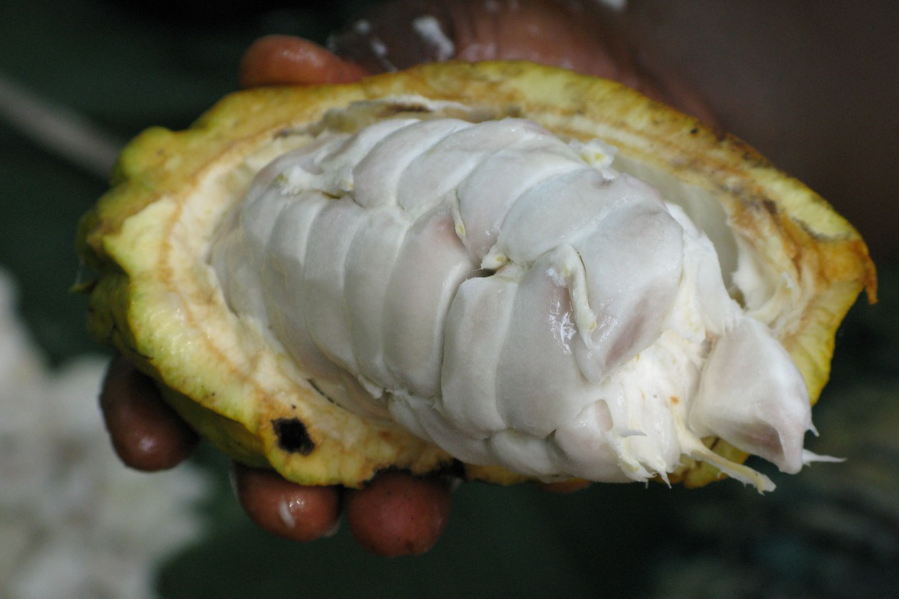 カカオの種類とフランスでのカカオマス由来の製品