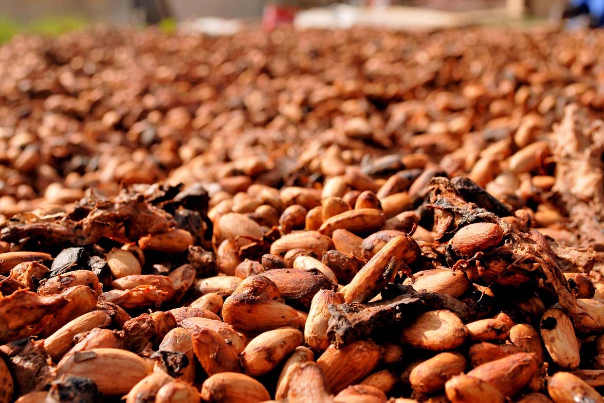 カカオの種類とフランスでのカカオマス由来の製品
