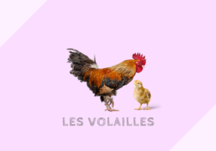 フランスの家禽類の分類と料理例［volailles］