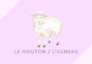mouton/agneau 羊・仔羊
