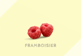 フランボワジエ Framboisier
